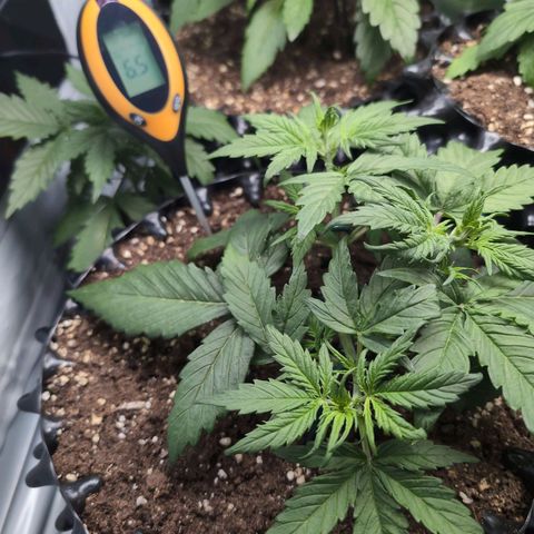Blueberry Zkittlez Automatic growlog timeline photo
