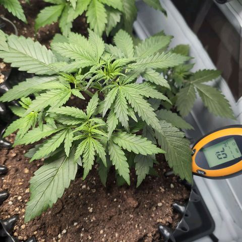 Blueberry Zkittlez Automatic growlog timeline photo