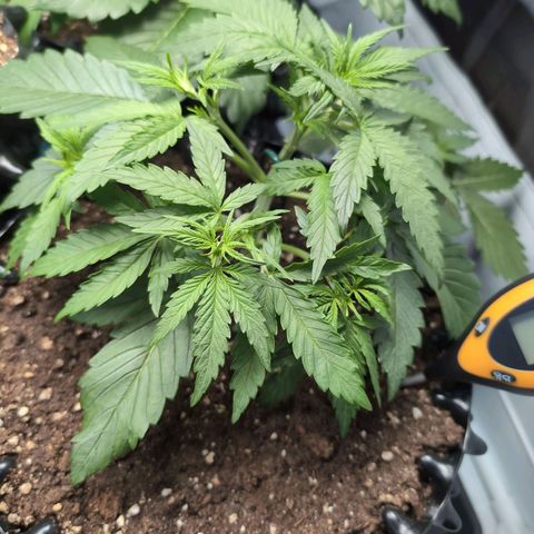 Blueberry Zkittlez Automatic growlog timeline photo