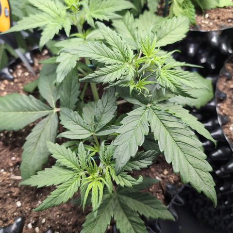 Blueberry Zkittlez Automatic growlog timeline photo