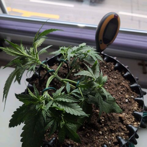 Blueberry Zkittlez Automatic growlog timeline photo