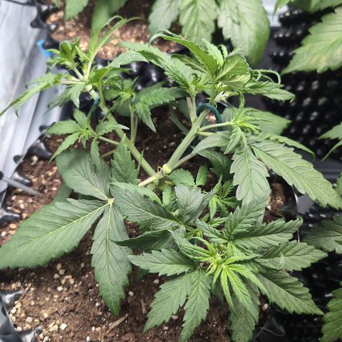 Blueberry Zkittlez Automatic growlog timeline photo