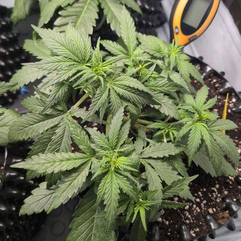 Blueberry Zkittlez Automatic growlog timeline photo