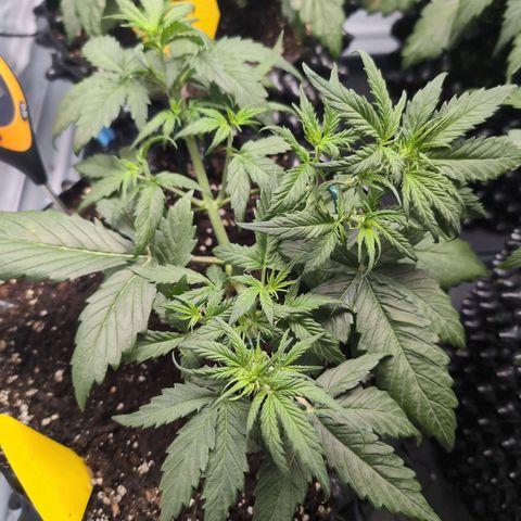 Blueberry Zkittlez Automatic growlog timeline photo