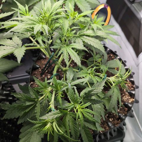 Blueberry Zkittlez Automatic growlog timeline photo