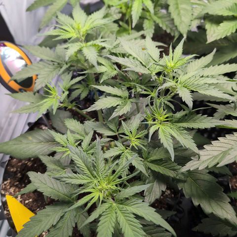 Blueberry Zkittlez Automatic growlog timeline photo