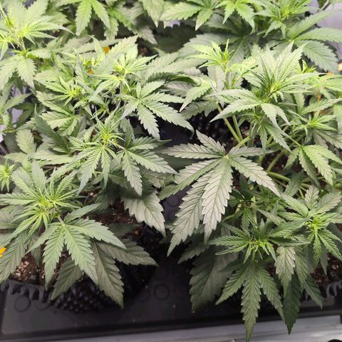 Blueberry Zkittlez Automatic growlog timeline photo