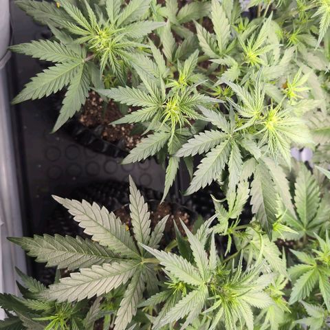 Blueberry Zkittlez Automatic growlog timeline photo