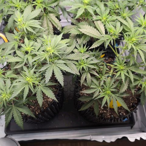 Blueberry Zkittlez Automatic growlog timeline photo