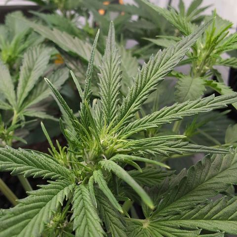 Blueberry Zkittlez Automatic growlog timeline photo