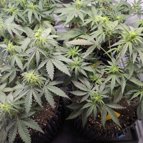 Blueberry Zkittlez Automatic growlog timeline photo
