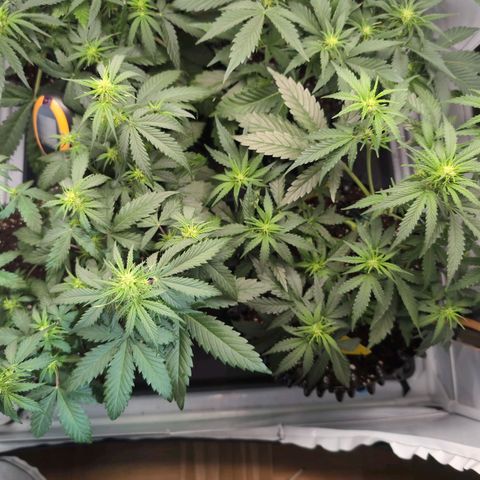 Blueberry Zkittlez Automatic growlog timeline photo