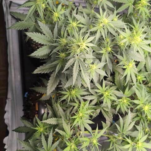 Blueberry Zkittlez Automatic growlog timeline photo