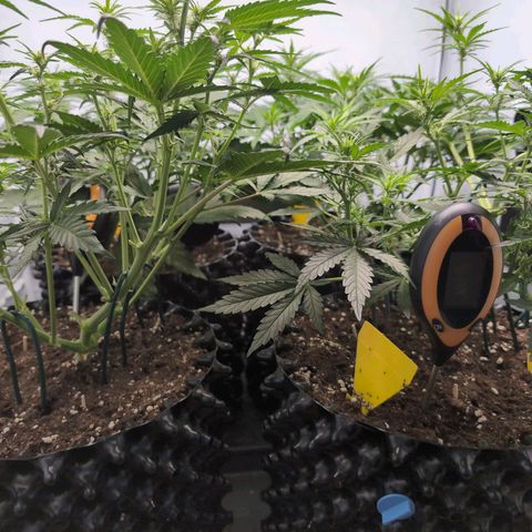 Blueberry Zkittlez Automatic growlog timeline photo