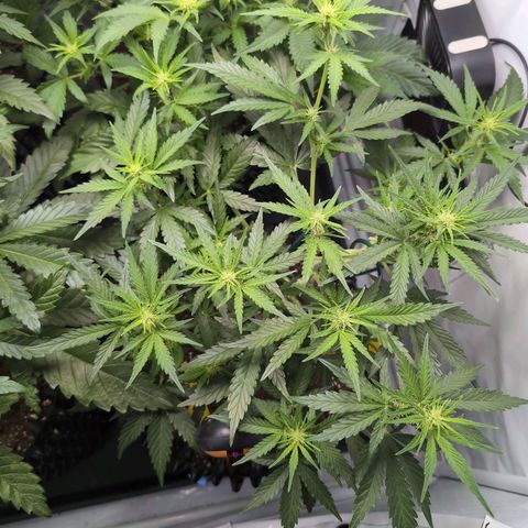 Blueberry Zkittlez Automatic growlog timeline photo