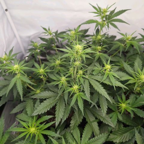 Blueberry Zkittlez Automatic growlog timeline photo