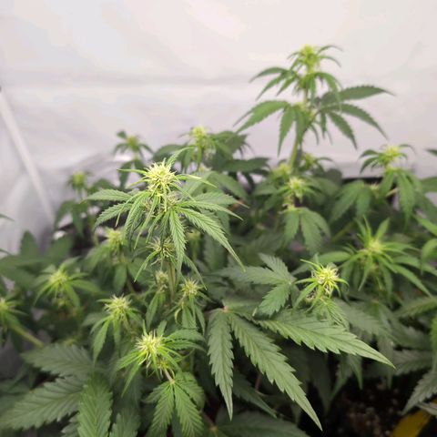 Blueberry Zkittlez Automatic growlog timeline photo