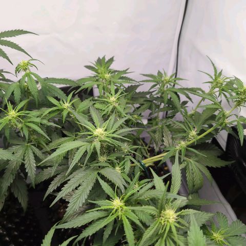 Blueberry Zkittlez Automatic growlog timeline photo