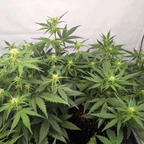 Blueberry Zkittlez Automatic growlog timeline photo