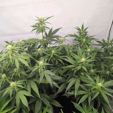 Blueberry Zkittlez Automatic growlog timeline photo