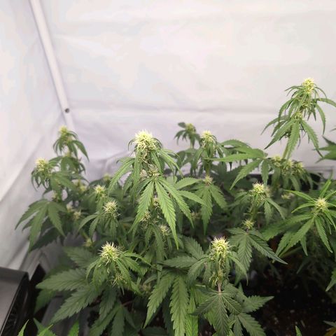 Blueberry Zkittlez Automatic growlog timeline photo