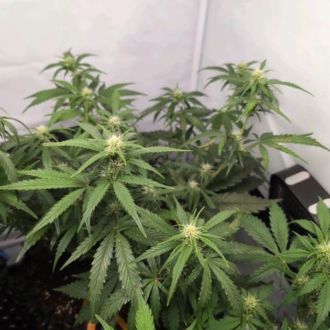 Blueberry Zkittlez Automatic growlog timeline photo