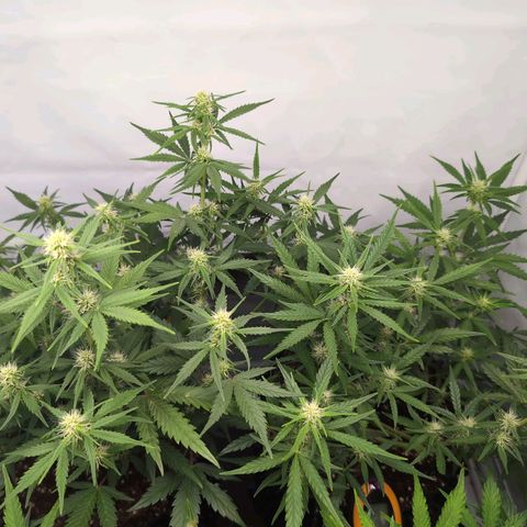 Blueberry Zkittlez Automatic growlog timeline photo