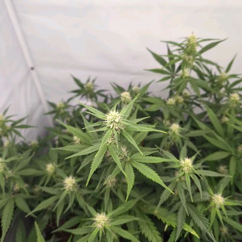 Blueberry Zkittlez Automatic growlog timeline photo