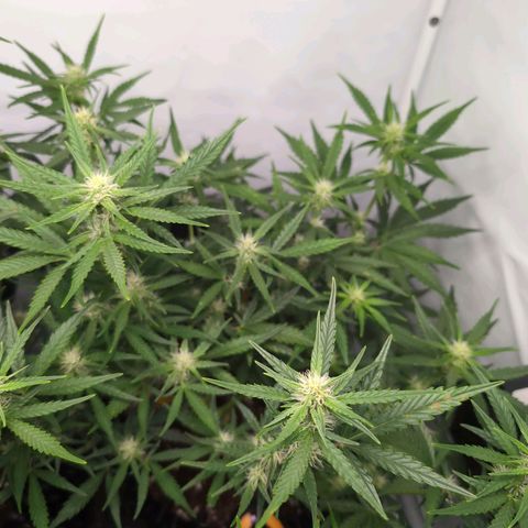 Blueberry Zkittlez Automatic growlog timeline photo