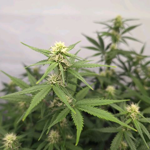 Blueberry Zkittlez Automatic growlog timeline photo