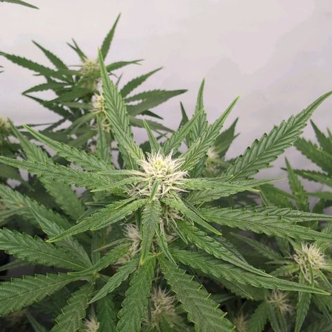 Blueberry Zkittlez Automatic growlog timeline photo