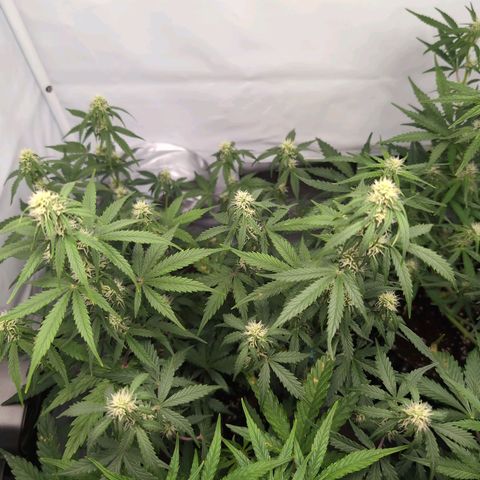 Blueberry Zkittlez Automatic growlog timeline photo