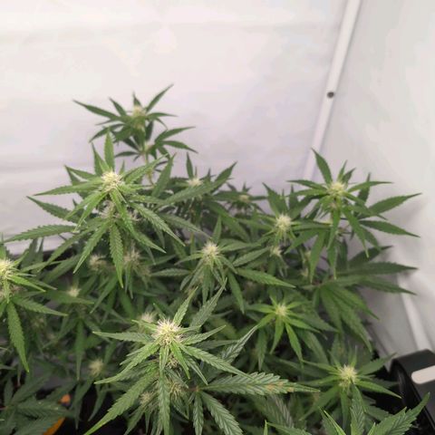 Blueberry Zkittlez Automatic growlog timeline photo