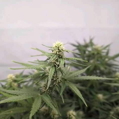 Blueberry Zkittlez Automatic growlog timeline photo