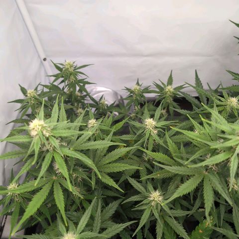 Blueberry Zkittlez Automatic growlog timeline photo