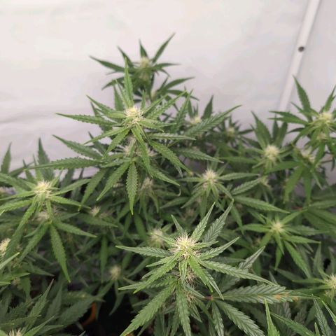 Blueberry Zkittlez Automatic growlog timeline photo