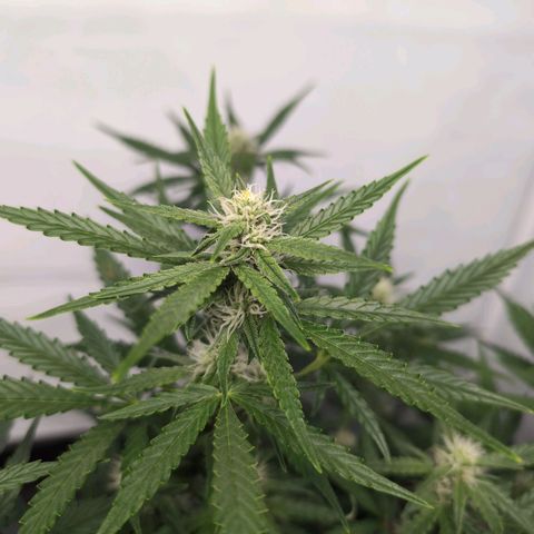 Blueberry Zkittlez Automatic growlog timeline photo
