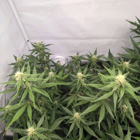 Blueberry Zkittlez Automatic growlog timeline photo