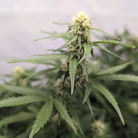 Blueberry Zkittlez Automatic growlog timeline photo