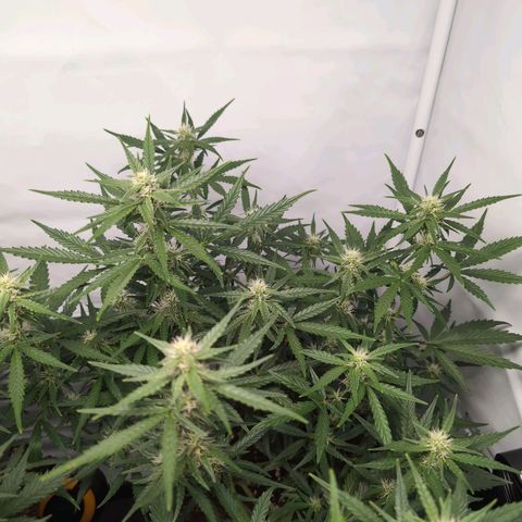 Blueberry Zkittlez Automatic growlog timeline photo