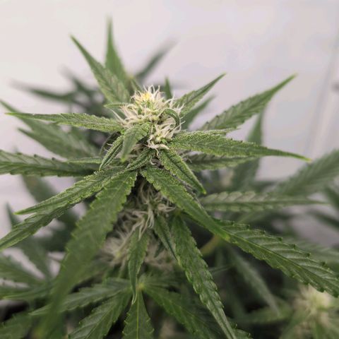 Blueberry Zkittlez Automatic growlog timeline photo