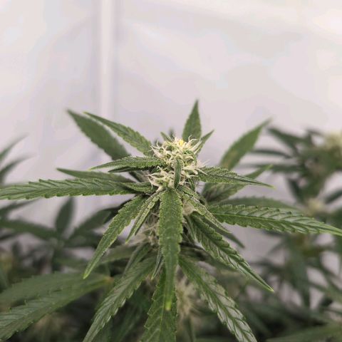 Blueberry Zkittlez Automatic growlog timeline photo