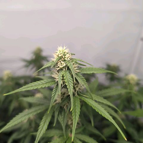 Blueberry Zkittlez Automatic growlog timeline photo