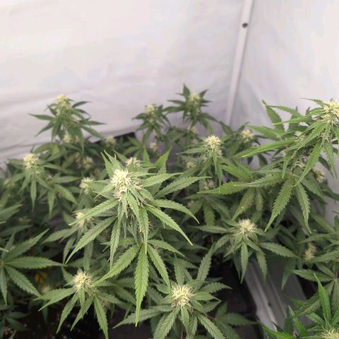 Blueberry Zkittlez Automatic growlog timeline photo