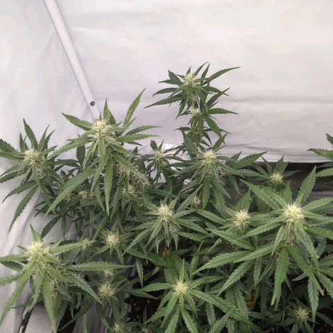 Blueberry Zkittlez Automatic growlog timeline photo