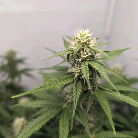 Blueberry Zkittlez Automatic growlog timeline photo