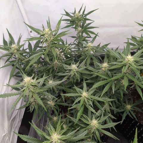 Blueberry Zkittlez Automatic growlog timeline photo