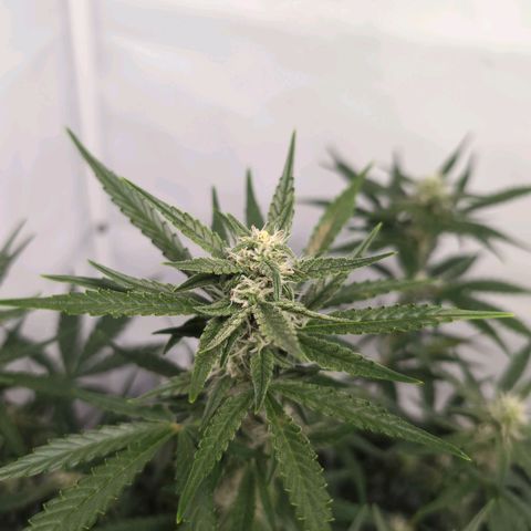 Blueberry Zkittlez Automatic growlog timeline photo