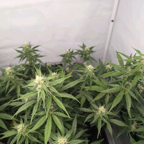 Blueberry Zkittlez Automatic growlog timeline photo