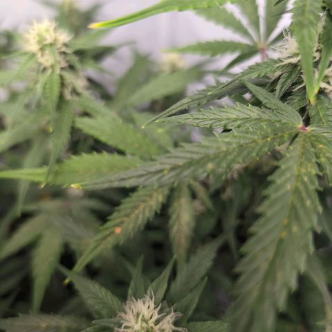 Blueberry Zkittlez Automatic growlog timeline photo